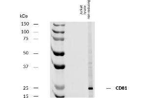 Western blotting analysis of human CD81 using mouse monoclonal antibody M38 on lysate of Jurkat cell line under non-reducing conditions. (CD81 Antikörper)