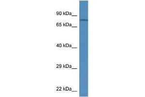 Western Blot showing Trpv6 antibody used at a concentration of 1.
