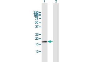 Western Blot analysis of IL17F expression in transfected 293T cell line by IL17F MaxPab polyclonal antibody. (IL17F Antikörper  (AA 1-163))