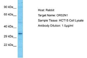 Host: Rabbit Target Name: OR52N1 Sample Type: HCT15 Whole Cell lysates Antibody Dilution: 1. (OR52N1 Antikörper  (C-Term))