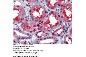 Immunohistochemistry with Human kidney lysate tissue at an antibody concentration of 5.
