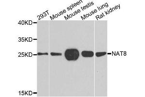 Western blot analysis of extracts of various cell lines, using NAT8 antibody. (NAT8 Antikörper)
