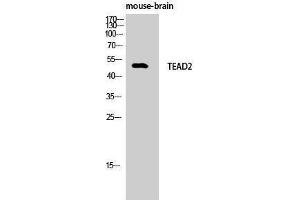 Western Blotting (WB) image for anti-TEA Domain Family Member 2 (TEAD2) (Internal Region) antibody (ABIN3187221) (TEAD2 Antikörper  (Internal Region))