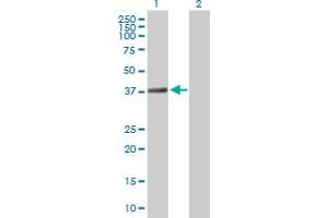 Western Blot analysis of TEX264 expression in transfected 293T cell line by TEX264 MaxPab polyclonal antibody. (TEX264 Antikörper  (AA 1-313))