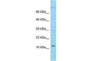 WB Suggested Anti-Rps12 Antibody Titration: 1.