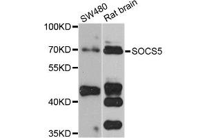 Western blot analysis of extracts of various cell lines, using SOCS5 antibody (ABIN5974771) at 1/1000 dilution. (SOCS5 Antikörper)