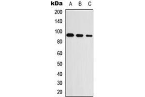 Western blot analysis of UNC5A expression in HEK293T (A), Raw264. (UNC5A Antikörper  (Center))