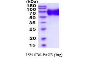 SDS-PAGE (SDS) image for Ubiquitin Carboxyl-terminal Esterase L3 (Ubiquitin Thiolesterase) (Uchl3) (AA 1-230) protein (His tag) (ABIN5854666) (UCHL3 Protein (AA 1-230) (His tag))