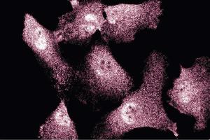 Immunofluorescent staining of Endothelial Cells (ENOS Antikörper  (AA 1025-1203))
