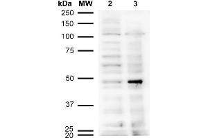 Western Blot analysis of Human Cervical Cancer cell line (HeLa) showing detection of Acrolein-BSA using Mouse Anti-Acrolein Monoclonal Antibody, Clone 10A10 . (Acrolein Antikörper  (Atto 390))