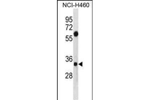 SDCBP Antibody (N-term) (ABIN1881779 and ABIN2838949) western blot analysis in NCI- cell line lysates (35 μg/lane).