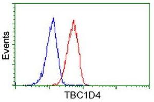 Image no. 1 for anti-TBC1 Domain Family, Member 4 (TBC1D4) antibody (ABIN1501319) (TBC1D4 Antikörper)
