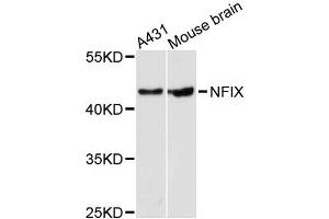 Western blot analysis of extracts of various cell lines, using NFIX antibody (ABIN5996509) at 1:3000 dilution. (NFIX Antikörper)