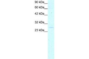 WB Suggested Anti-YEATS4 Antibody Titration:  0. (GAS41 Antikörper  (Middle Region))