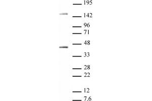 Oct-4 antibody tested by Western blot.