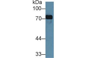 Detection of TF in Porcine Kidney lysate using Monoclonal Antibody to Transferrin (TF) (Transferrin Antikörper  (AA 318-453))