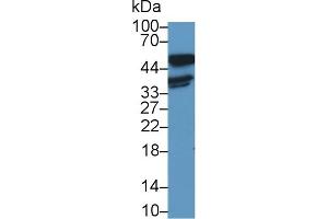 Detection of LDHB in Human A431 cell lysate using Polyclonal Antibody to Lactate Dehydrogenase B (LDHB) (LDHB Antikörper  (AA 1-334))