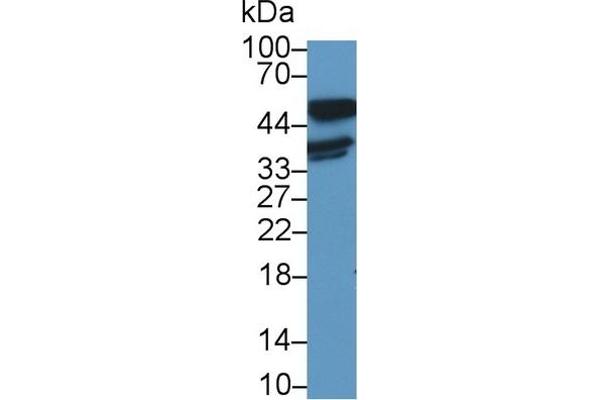LDHB antibody  (AA 1-334)