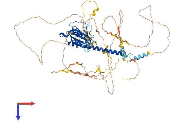C9orf86 Protein (AA 1-725) (His tag)