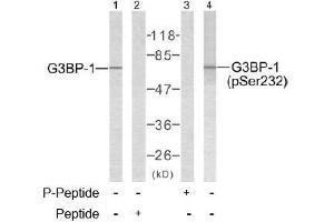 Image no. 2 for anti-GTPase Activating Protein (SH3 Domain) Binding Protein 1 (G3BP1) (Ser232) antibody (ABIN197273) (G3BP1 Antikörper  (Ser232))