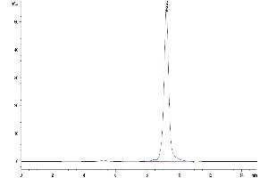The purity of Mouse AMCase/CHIA is greater than 95 % as determined by SEC-HPLC. (CHIA Protein (AA 22-473) (His tag))