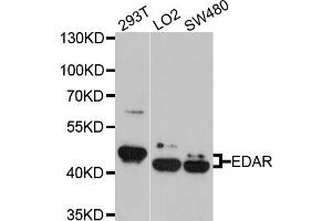 Western blot analysis of extracts of various cell lines, using EDAR antibody (ABIN5972517) at 1/1000 dilution. (EDAR Antikörper)