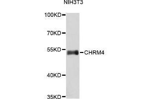 Western blot analysis of extracts of NIH/3T3 cells, using CHRM4 antibody (ABIN1871849).