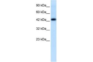 Western Blotting (WB) image for anti-Bone Marrow Proteoglycan (PRG2) antibody (ABIN2463863) (PRG2 Antikörper)