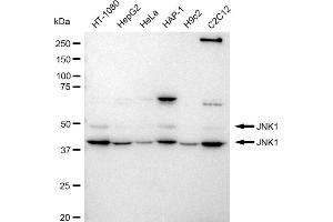 Western blotting analysis using JNK1 antibody (ABIN7799457). (Rekombinanter JNK Antikörper)