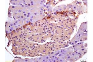 Formalin-fixed and paraffin embedded mouse pancreas labeled with Anti-PHLDA1/TDAG51 Polyclonal Antibody, Unconjugated (ABIN685492) at 1:200 followed by conjugation to the secondary antibody and DAB staining (PHLDA1 Antikörper  (AA 251-360))