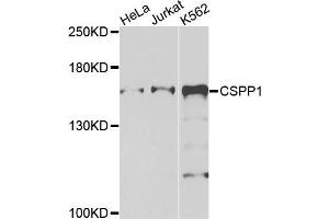 Western blot analysis of extracts of various cells, using CSPP1 antibody. (CSPP1 Antikörper)