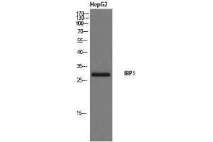 Western Blotting (WB) image for anti-Insulin-Like Growth Factor Binding Protein 1 (IGFBPI) (Internal Region) antibody (ABIN3185136) (IGFBPI Antikörper  (Internal Region))