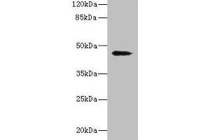 Western blot All lanes: RBMS2 antibody at 0. (RBMS2 Antikörper  (AA 1-407))