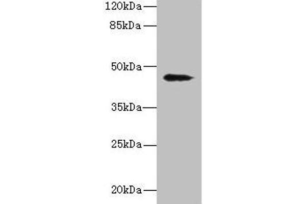 RBMS2 Antikörper  (AA 1-407)