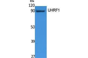 Western Blotting (WB) image for anti-Ubiquitin-Like, Containing PHD and RING Finger Domains, 1 (UHRF1) (Internal Region) antibody (ABIN3187628) (UHRF1 Antikörper  (Internal Region))