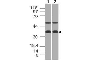 Image no. 1 for anti-Eukaryotic Translation Initiation Factor 3, Subunit G (EIF3G) (AA 121-312) antibody (ABIN5027179) (EIF3G Antikörper  (AA 121-312))