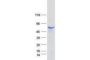 Validation with Western Blot (RUVBL1 Protein (Myc-DYKDDDDK Tag))