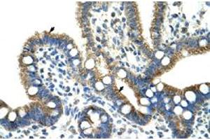 Immunohistochemical staining (Formalin-fixed paraffin-embedded sections) of human intestine with CPNE1 polyclonal antibody  at 4-8 ug/mL working concentration. (CPNE1 Antikörper  (N-Term))
