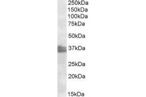 AP20113PU-N FRG1 antibody staining of Jurkat nuclear lysate at 2 µg/ml (RIPA buffer, 35 µg total protein per lane). (FRG1 Antikörper  (Internal Region))
