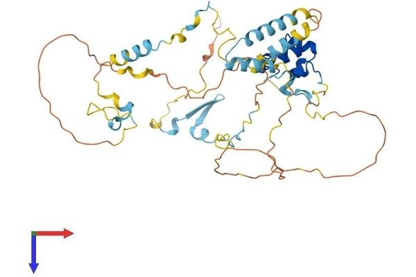 Dematin Protein (AA 1-405) (His tag)