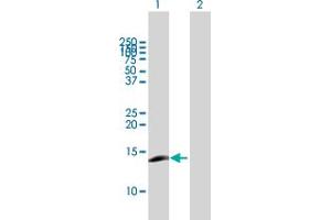 Western Blot analysis of CCL23 expression in transfected 293T cell line by CCL23 MaxPab polyclonal antibody. (CCL23 Antikörper  (AA 1-137))