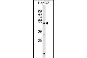 Western blot analysis in HepG2 cell line lysates (35ug/lane). (HERPUD1 Antikörper  (N-Term))