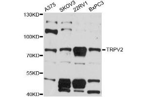 Western blot analysis of extracts of various cell lines, using TRPV2 antibody (ABIN5999110) at 1:3000 dilution. (TRPV2 Antikörper)