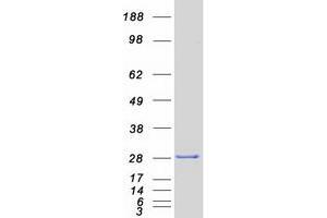 SIGMAR1 Protein (Transcript Variant 1) (Myc-DYKDDDDK Tag)