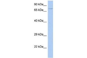 WB Suggested Anti-HEXDC Antibody Titration: 0. (HEXDC Antikörper  (Middle Region))