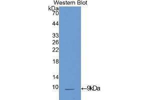 Western Blotting (WB) image for anti-Insulin-Like Growth Factor 1 (IGF1) (AA 33-102) antibody (ABIN3209577)