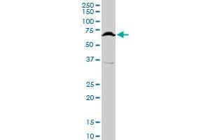 TFCP2 MaxPab rabbit polyclonal antibody. (TFCP2 Antikörper  (AA 1-502))