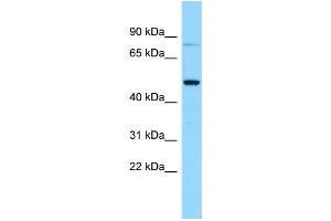 WB Suggested Anti-GSDMA Antibody Titration: 1. (Gasdermin A Antikörper  (C-Term))