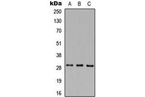 Western blot analysis of MAF1 expression in HEK293T (A), Raw264. (MAF1 Antikörper  (Center))