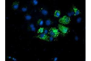 Immunofluorescence (IF) image for anti-Adenylate Kinase 4 (AK4) antibody (ABIN1496528) (AK4 Antikörper)